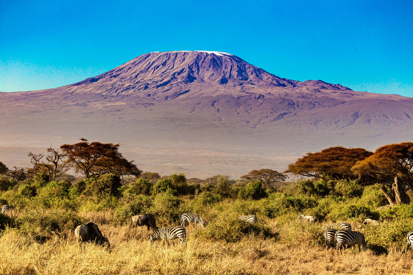 Mount Kilimanjaro Day Hike (Marangu Route)